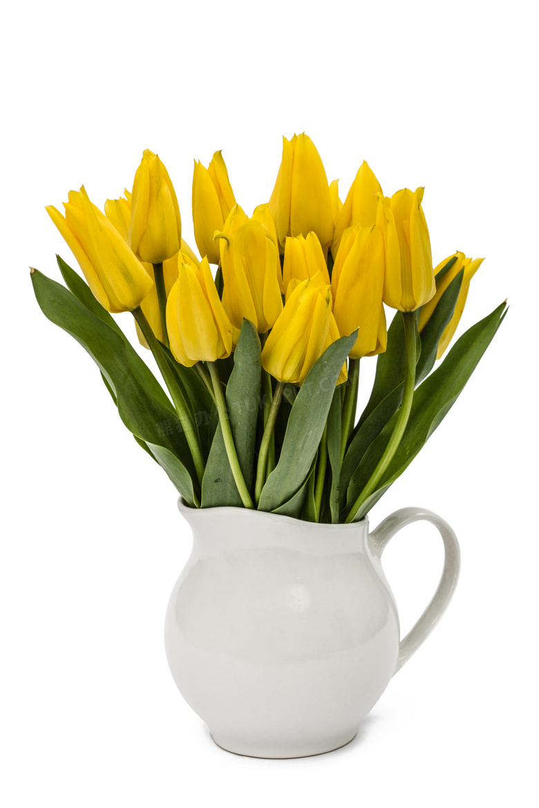 白色花瓶里黄色郁金香摄影高清图片