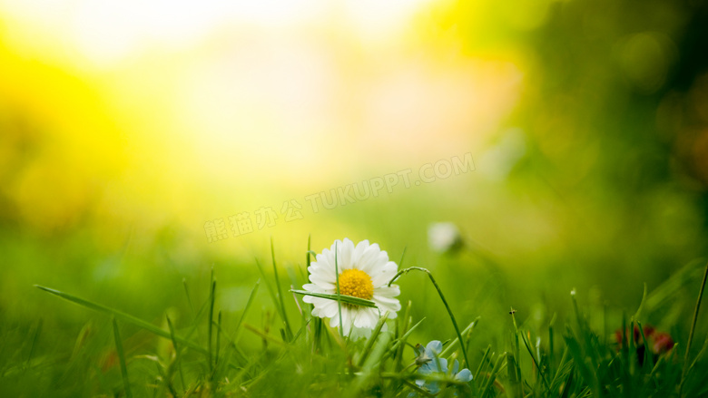 草丛中的白色菊花摄影图片