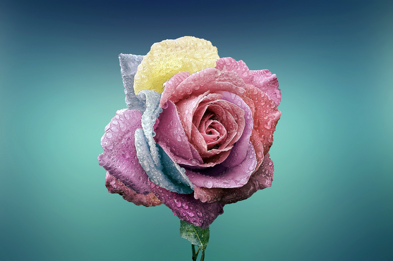 沾满水珠的彩色玫瑰花摄影图片