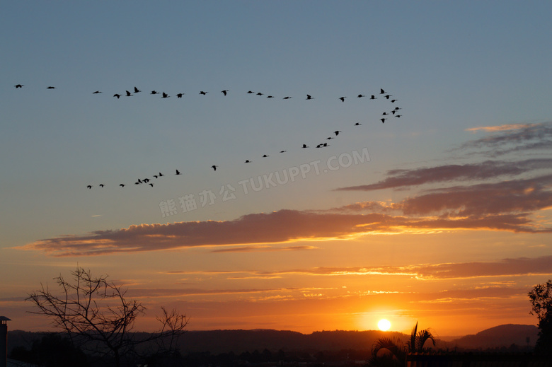 夕阳下飞行的大雁高清摄影图片