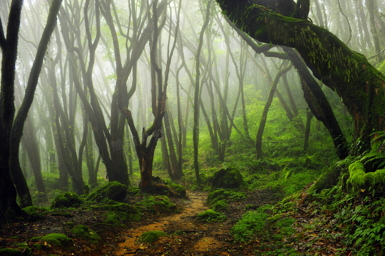 清晨雾气蒙蒙的森林摄影图片