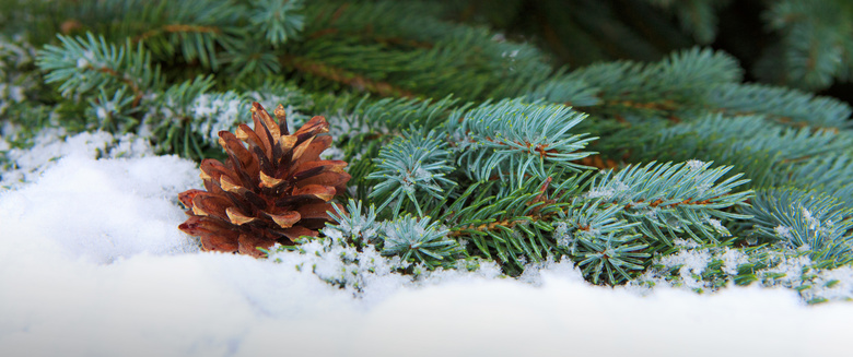 雪地上的青青树枝特写摄影高清图片