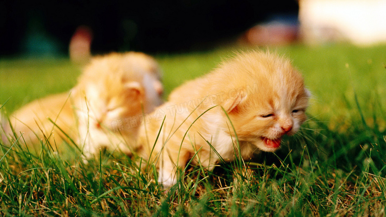 草地上可爱的小猫仔高清摄影图片