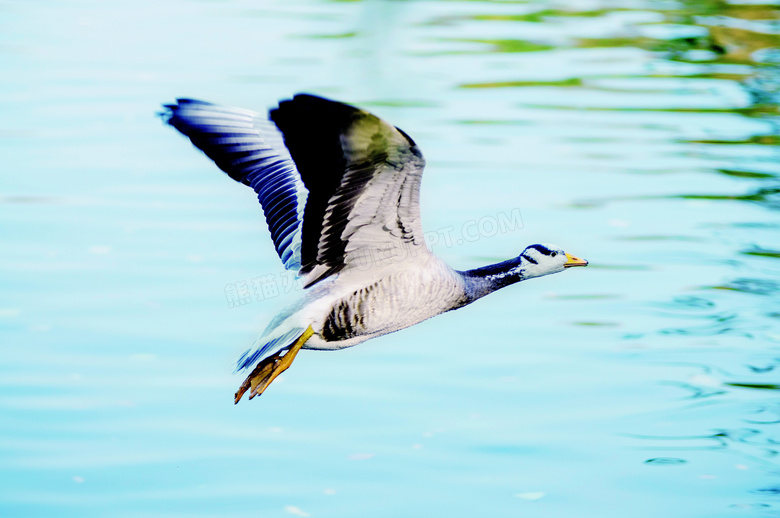 湖上飞翔的大雁高清摄影图片