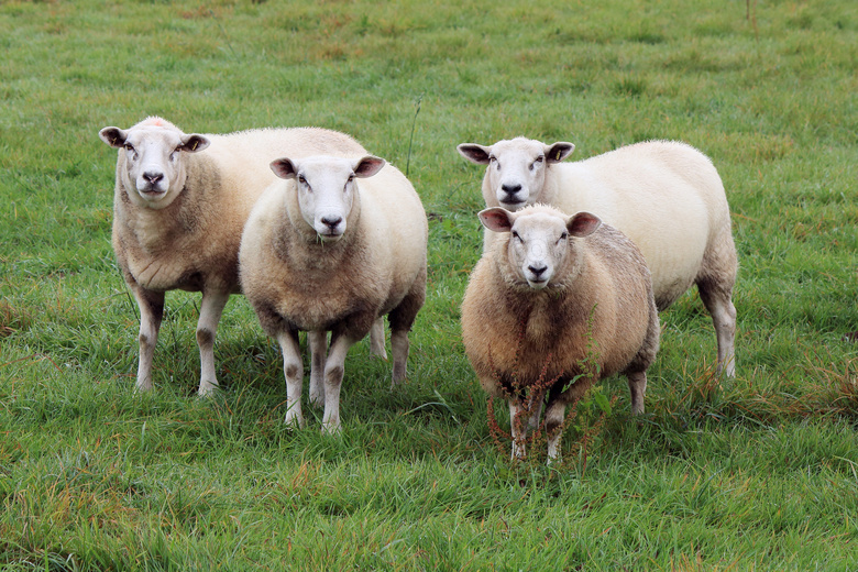 草原上的绵羊高清摄影图片