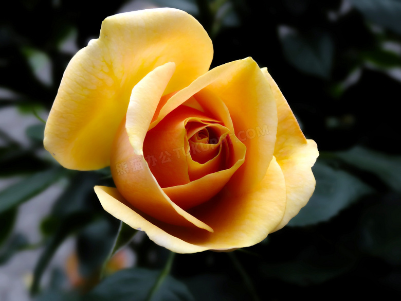 金色玫瑰花近景高清摄影图片