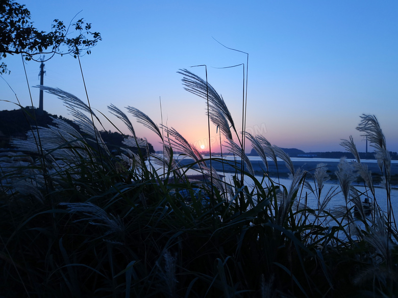 夕阳下河边芦苇丛高清摄影图片