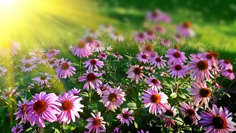 阳光下的菊花丛高清摄影图片