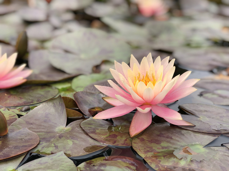 池塘中盛开的粉色莲花摄影图片