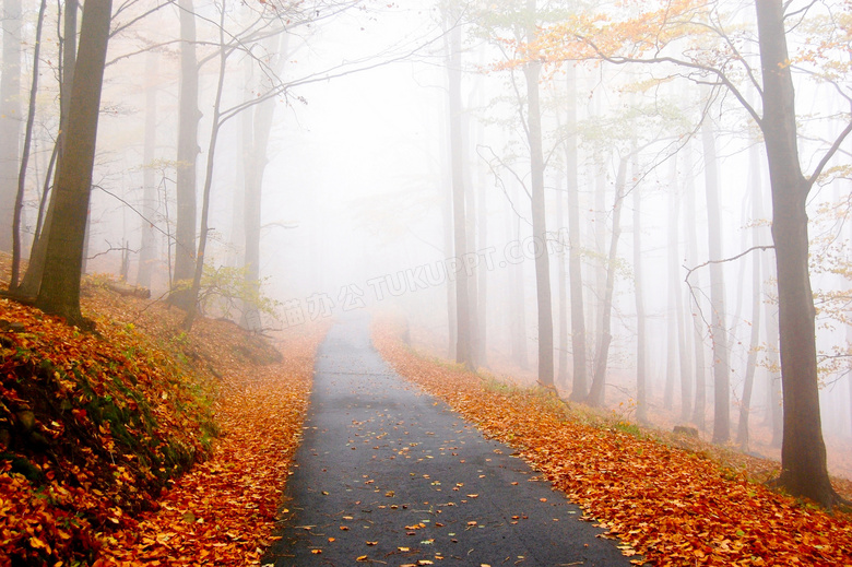 秋季雾气蒙蒙的森林和小路摄影图片