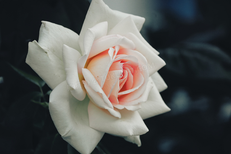 绽放的白色玫瑰花特写摄影高清图片