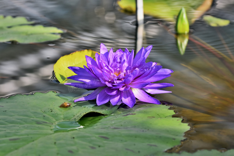 水面上的紫色睡莲特写摄影高清图片