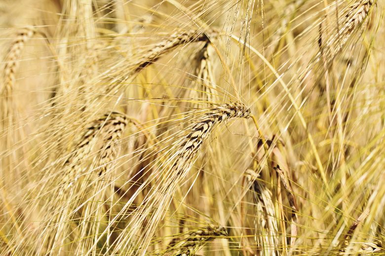 农田里成熟的大麦麦穗特写高清图片