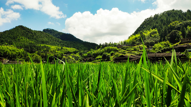 山间美丽的稻田摄影图片