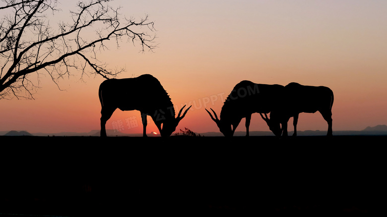 夕阳下的树枝和羚羊剪影摄影图片
