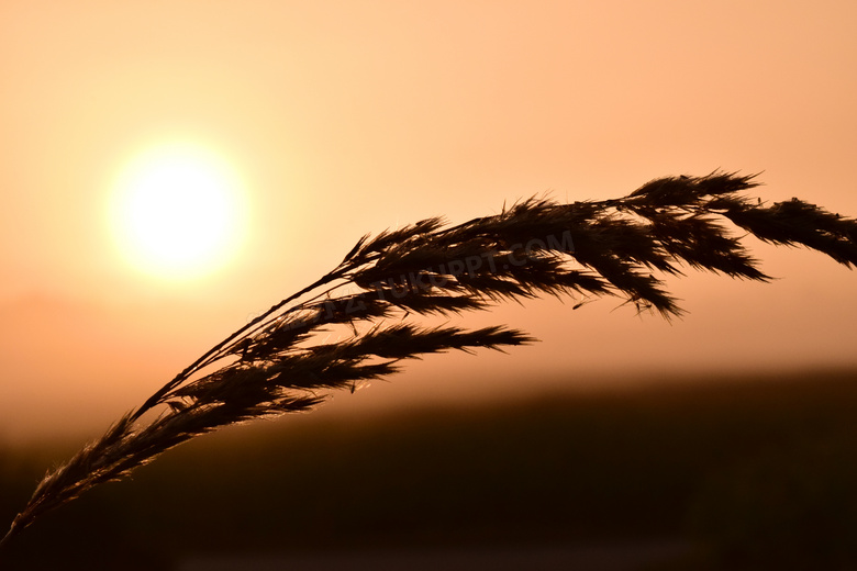 夕阳下的芦苇剪影摄影图片