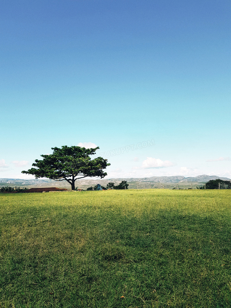 蓝天下的大树和绿色草地摄影图片