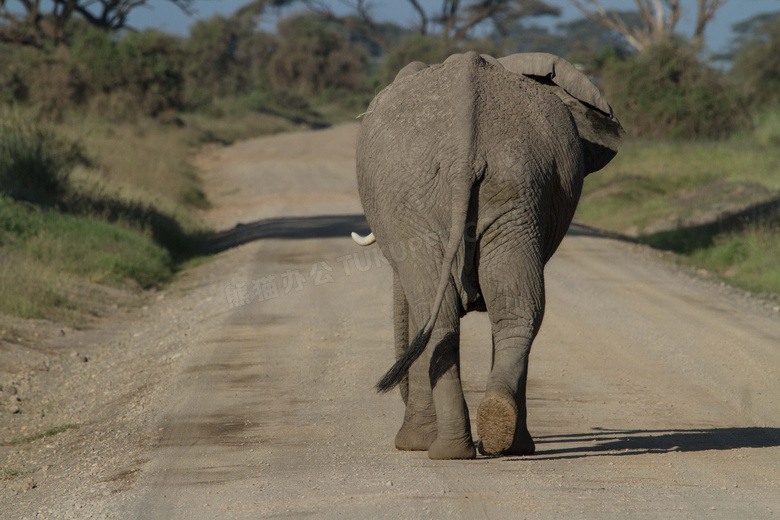 跑到公路上溜达的大象摄影高清图片