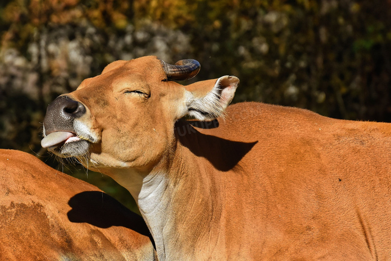 伸长舌头眯缝着眼的牛摄影高清图片