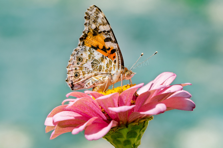 粉红花朵上的蝴蝶特写摄影高清图片