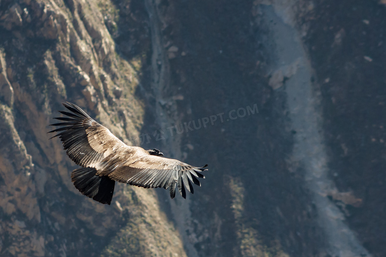 在大山中翱翔的鹰俯瞰摄影高清图片