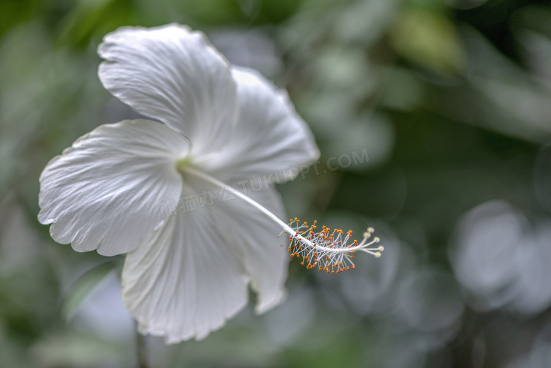 花蕊探出来的白色鲜花特写摄影图片