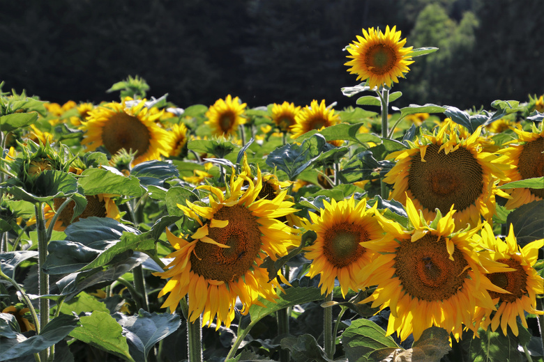 种植在农田里的向日葵摄影高清图片
