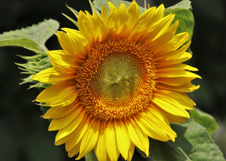 黄色花瓣的向日葵特写摄影高清图片