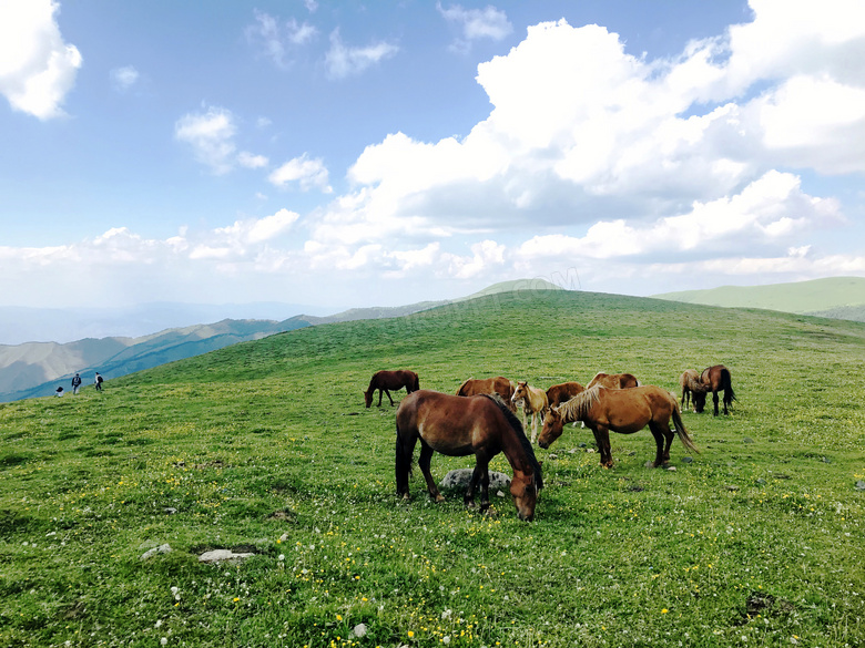 五台山山顶上的马群摄影图片