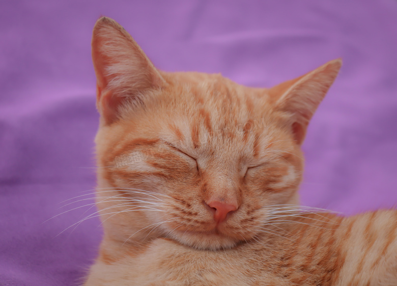 眯着眼睡觉的可爱猫咪摄影高清图片