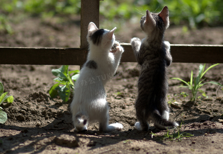 扒着栅栏在往外看的两只猫高清图片