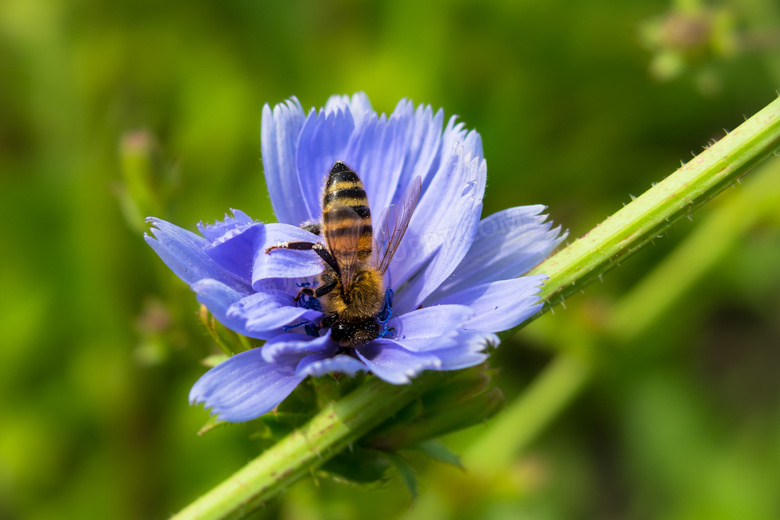在埋头辛勤采蜜的蜜蜂摄影高清图片