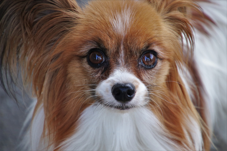 毛发较长的小型犬特写摄影高清图片