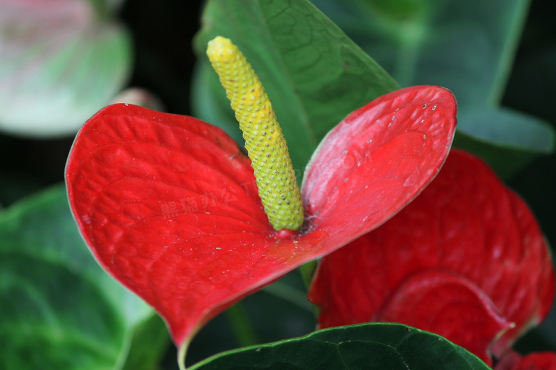 绿叶红色鲜花植物特写摄影高清图片