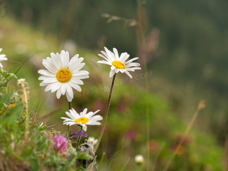野外白色菊花植物特写摄影高清图片