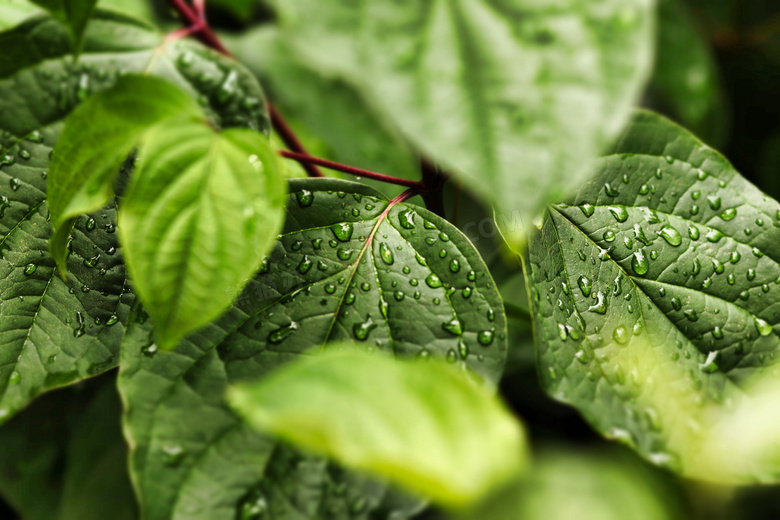 一場雨後綠葉近景特寫攝影高清圖片