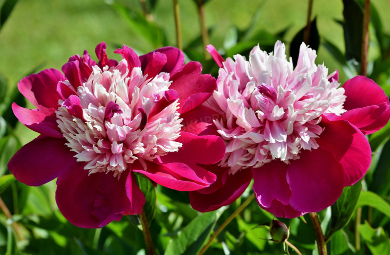 花期绽放花卉植物特写摄影高清图片