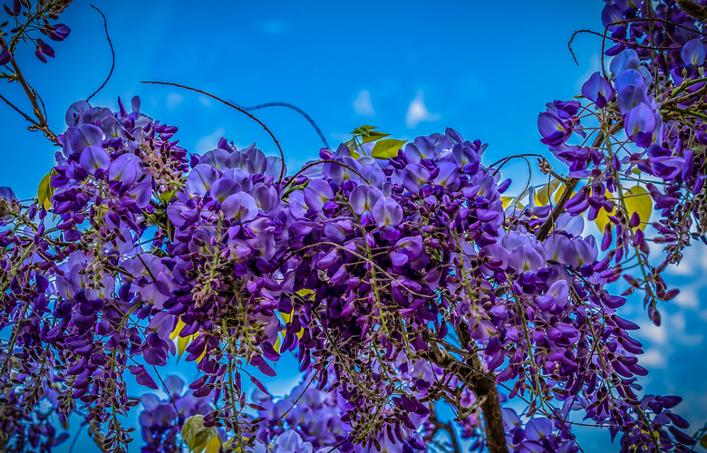 藤蔓树枝上的紫色花朵摄影高清图片