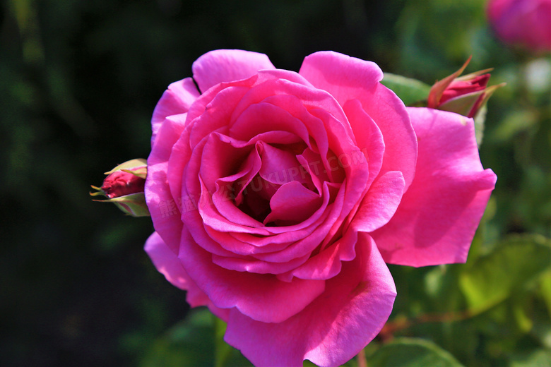 粉红色玫瑰花绽放情景特写高清图片