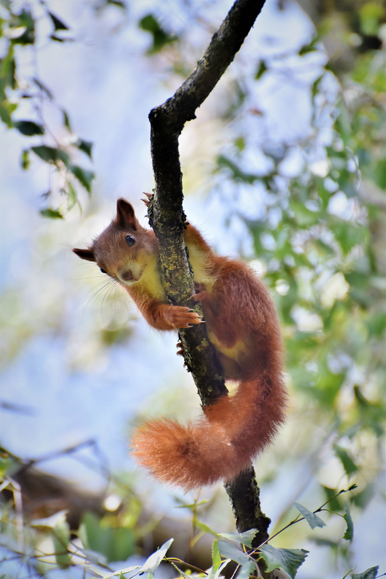 在树上撒欢儿的小松鼠摄影高清图片