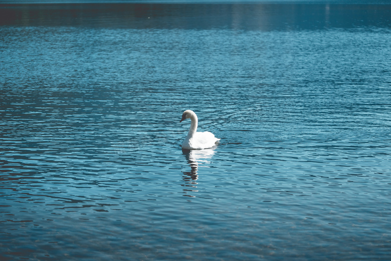 湖中美丽的白天鹅摄影图片