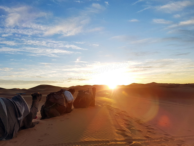 沙漠中的骆驼摄影图片