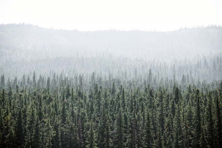 云雾缭绕的森林景观摄影图片