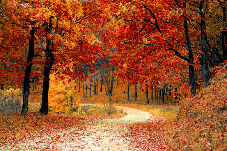 秋季公园里的枫树林摄影图片