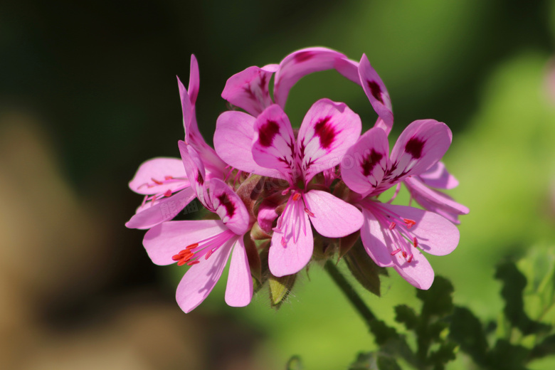 粉红色天竺葵花卉植物摄影高清图片
