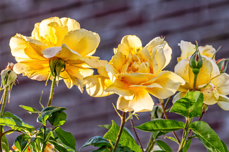 花期绽放的黄玫瑰特写摄影高清图片
