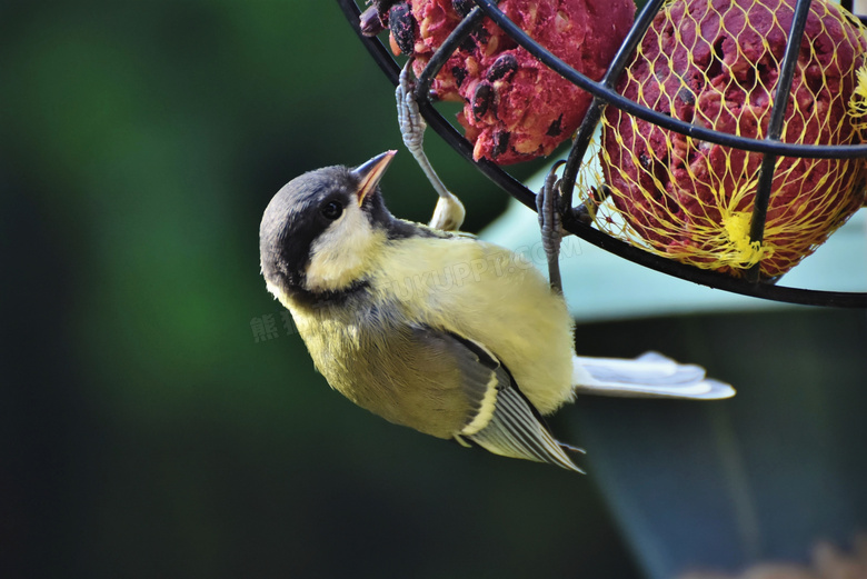 啄食食物的小麻雀特写摄影高清图片