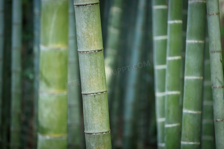 竹林里翠绿的竹子特写摄影高清图片