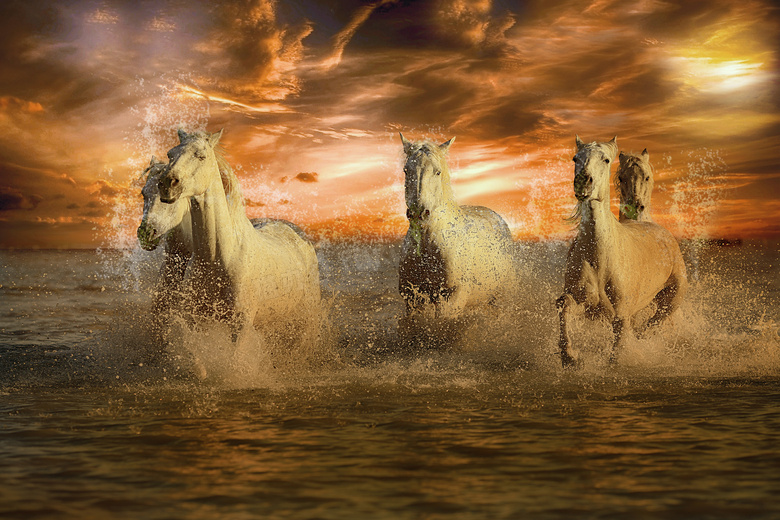 在水中奔腾的几匹白马摄影高清图片