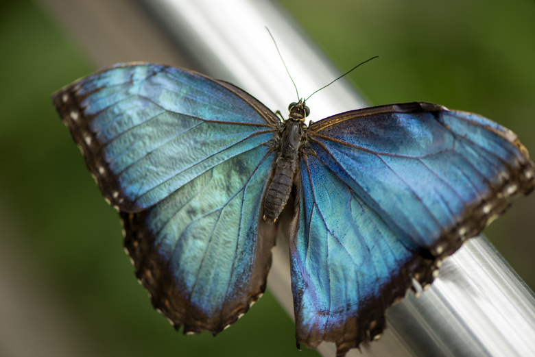 一只黑边蓝色蝴蝶特写摄影高清图片